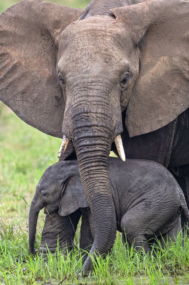 Photograph by SP NAGENDRA