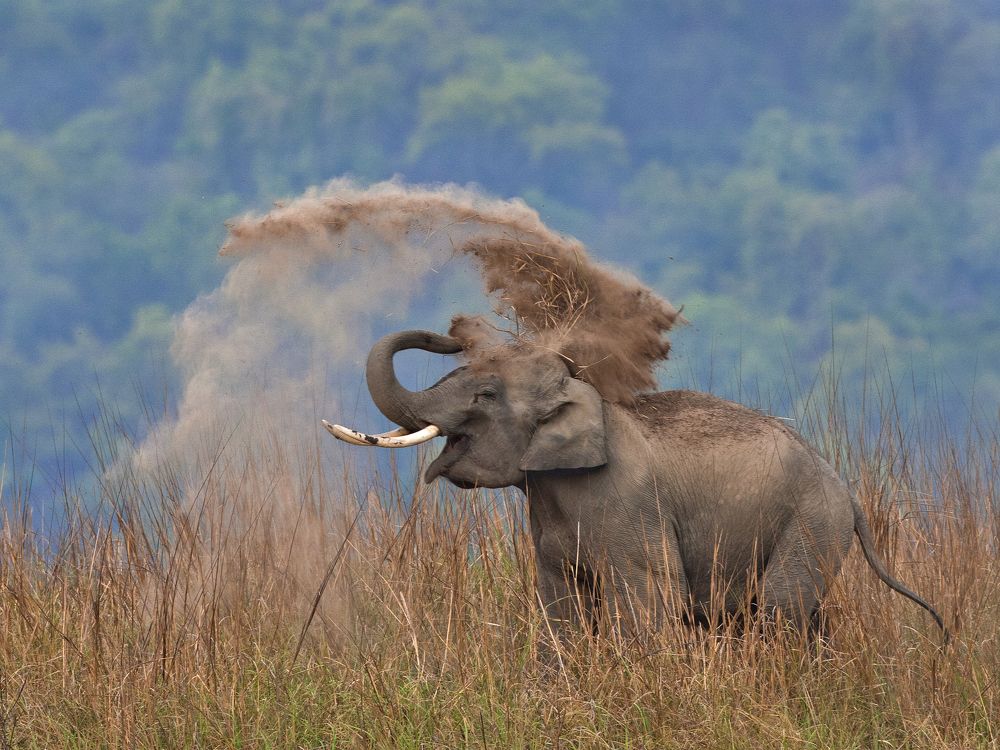 Photograph by SP NAGENDRA