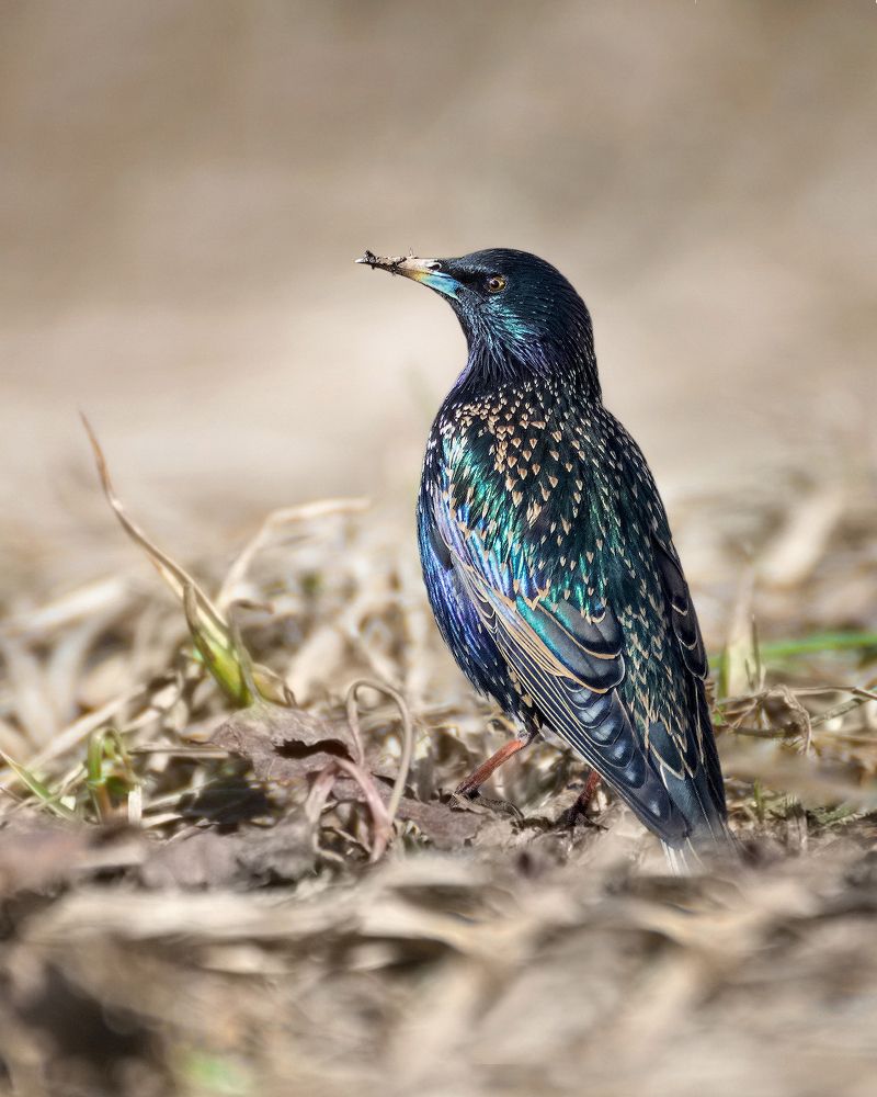 Photograph by Марина Ческис