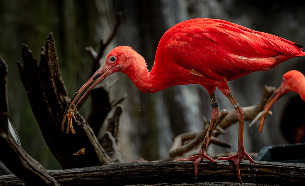 Photograph by Claudiu Chilom