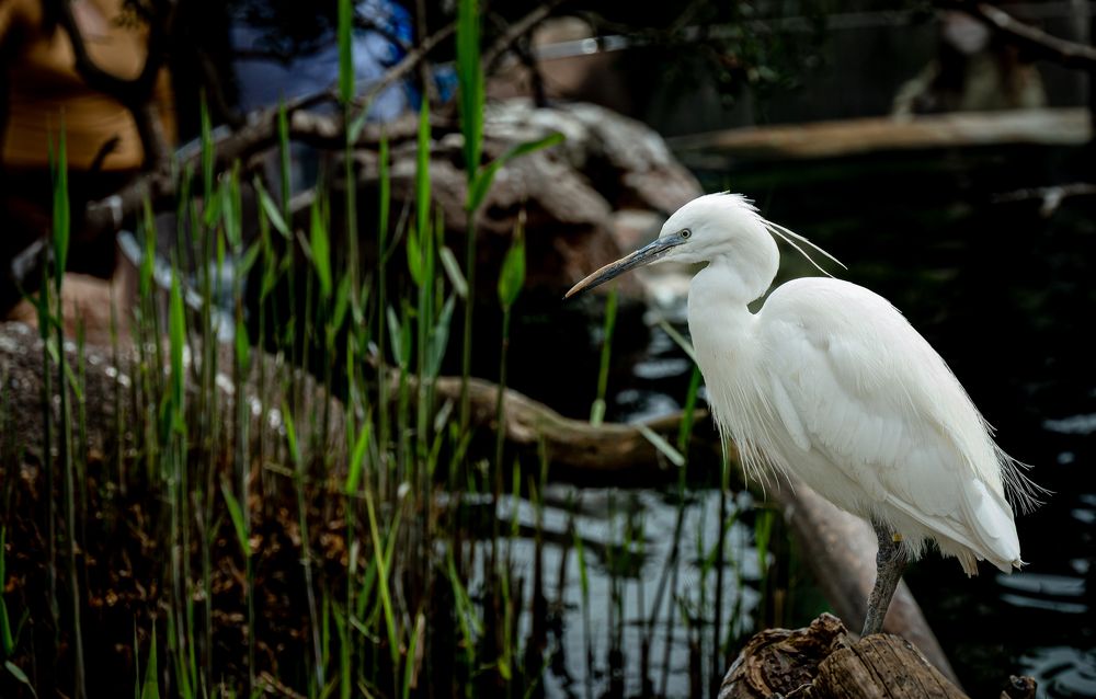 Photograph by Claudiu Chilom