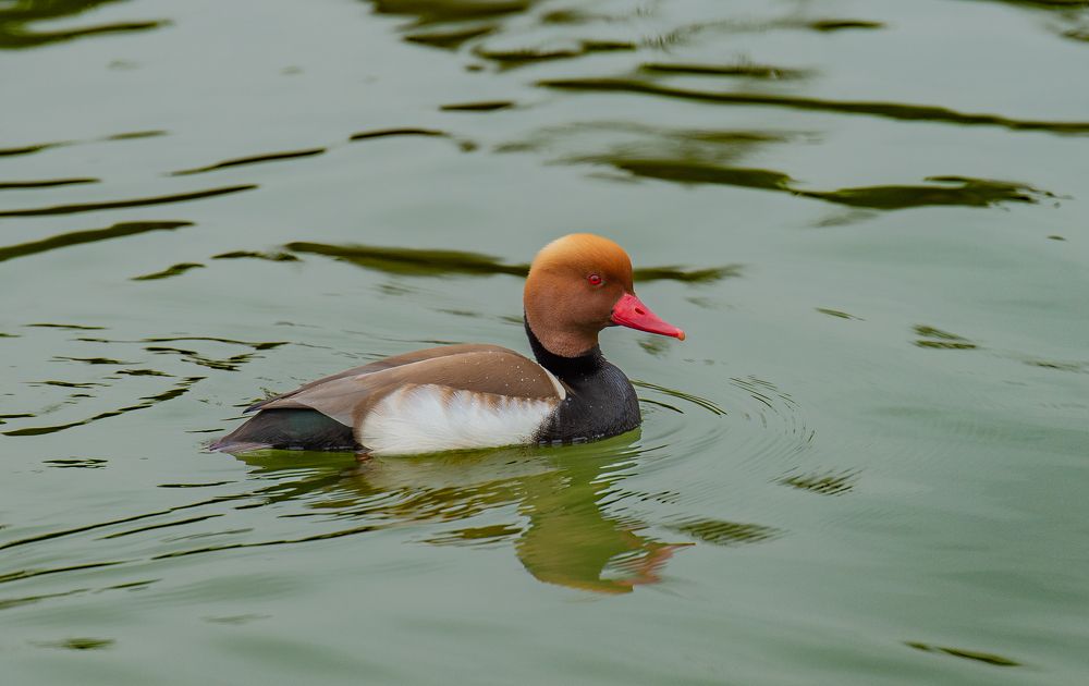 Photograph by Claudiu Chilom