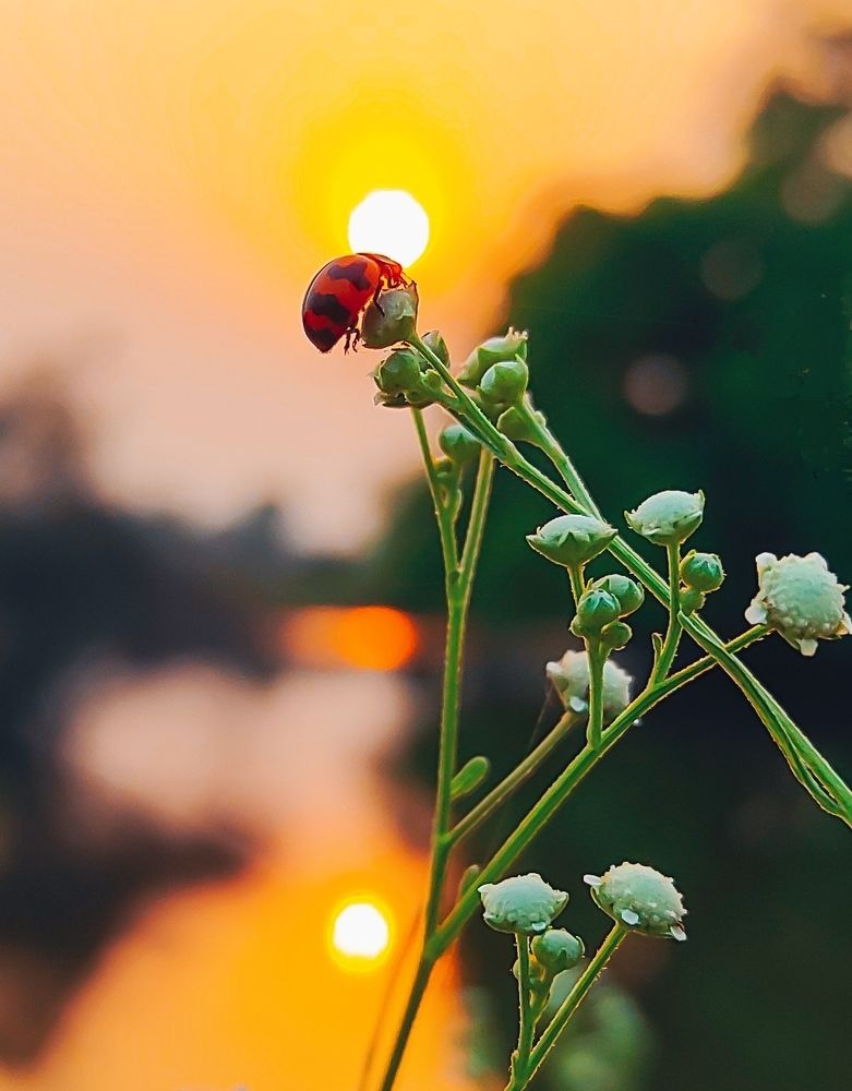 Photograph by Suman Mondal