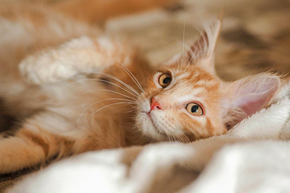 Photograph by Лейла Прощина