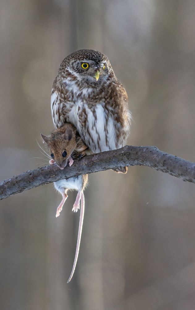 Photograph by Татьяна Ливеровская
