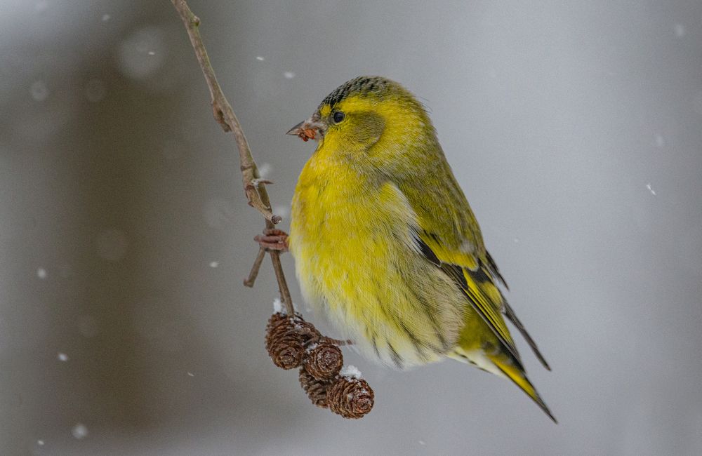 Фотография автора Татьяна Ливеровская