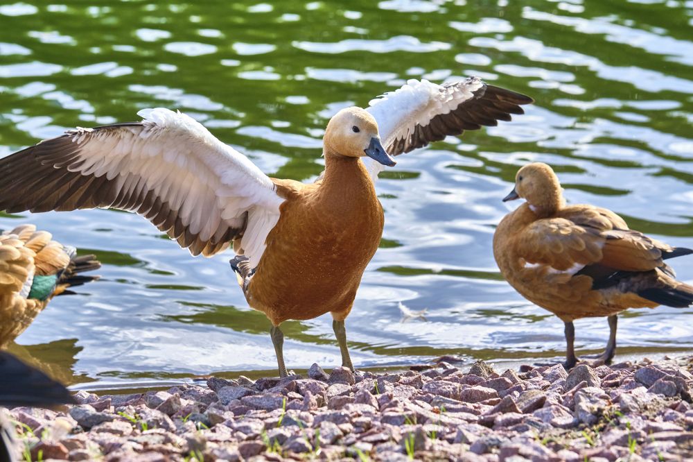 Photograph by Руслан Ибрагимов