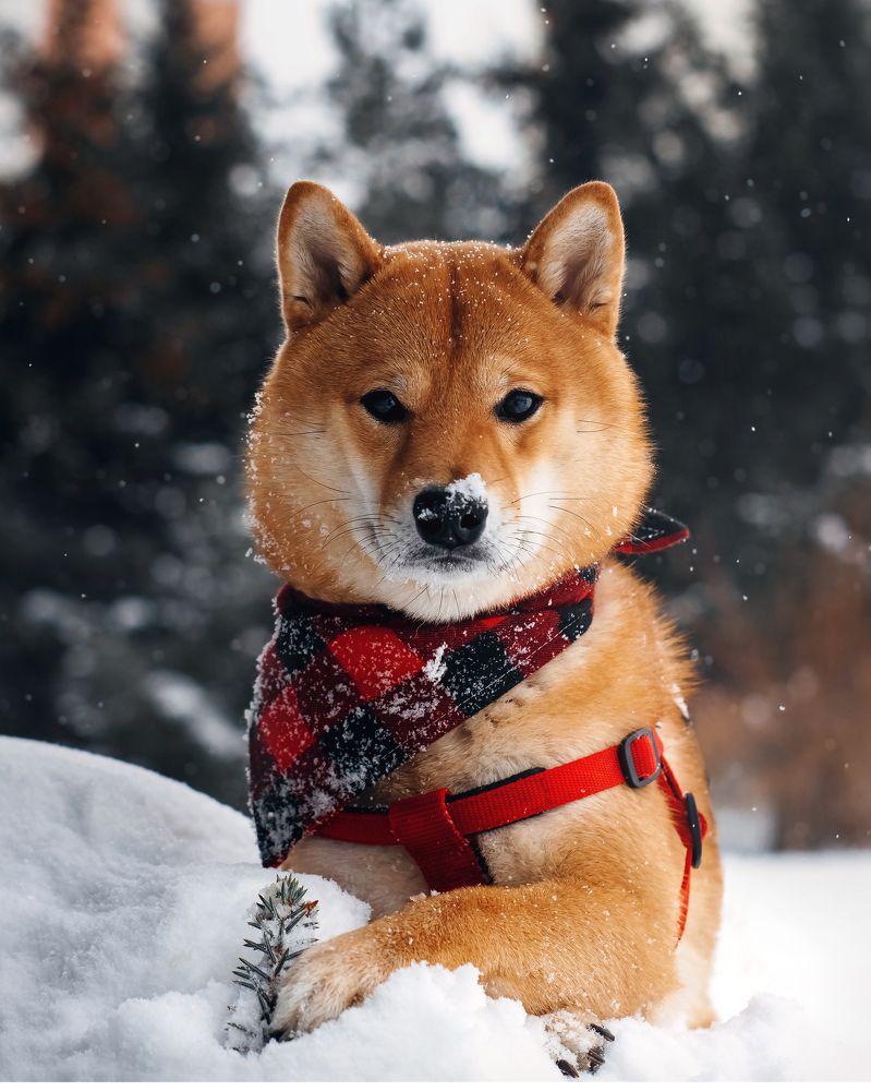 Photograph by Александр Гамалеев