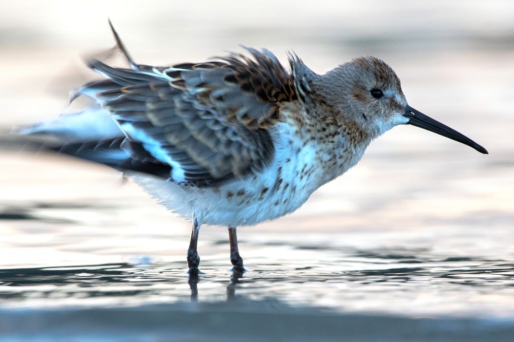 Photograph by Александр Перегудов