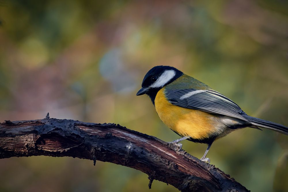 Photograph by Александр Перегудов