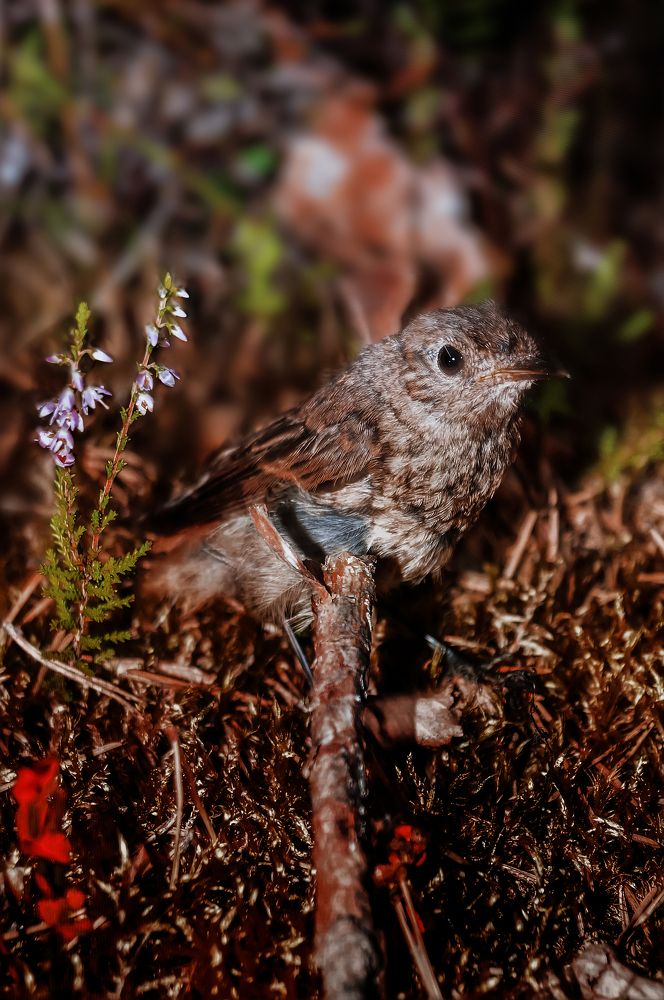 Photograph by Максим Гусаров