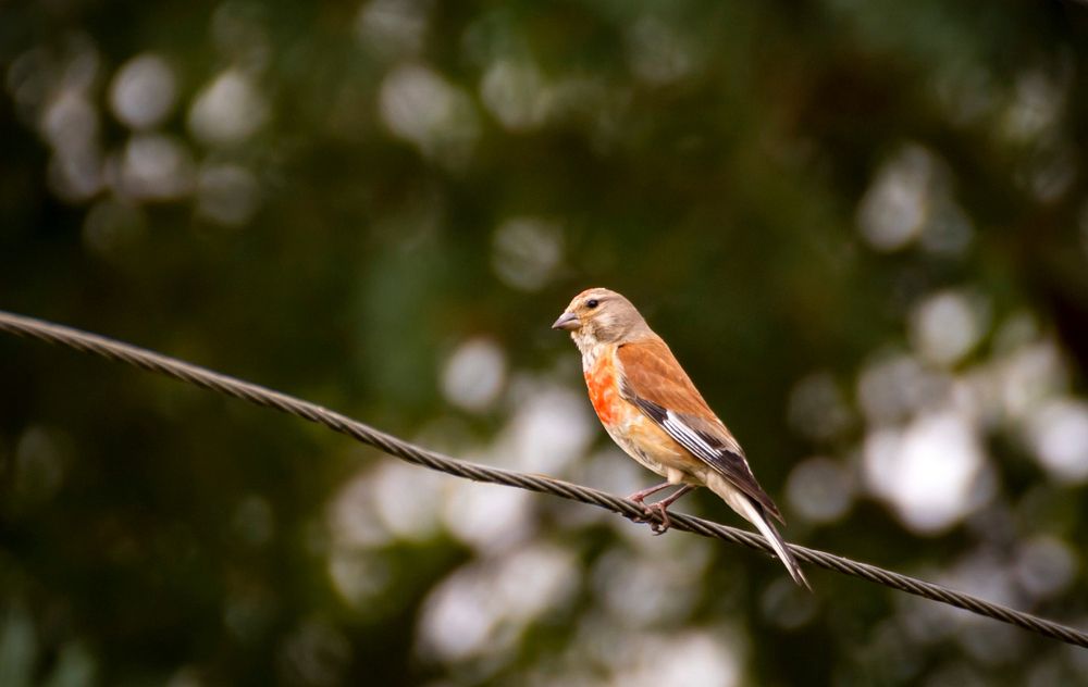 Коноплянка