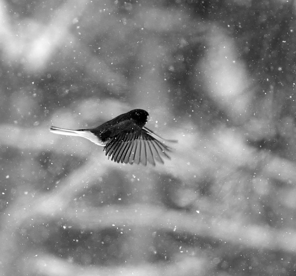 В поиске весны