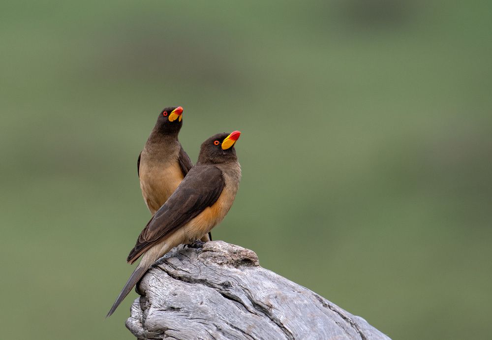 Фотография автора Sajeev Krishnan