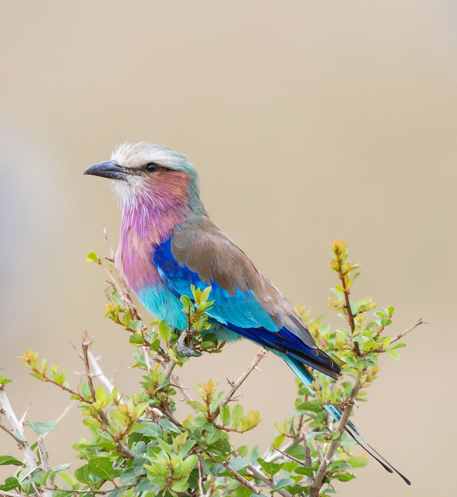 Фотография автора Sajeev Krishnan