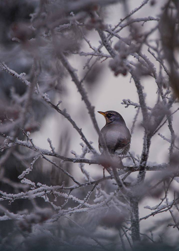 Фотография автора Ольга Белоусова
