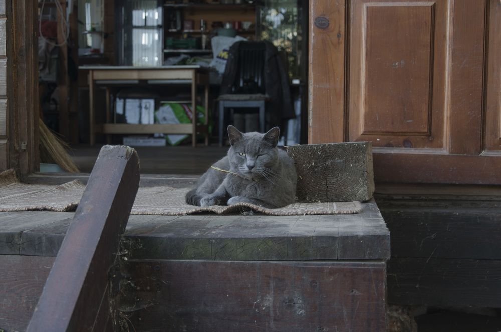 Photograph by Юлия Лис-а