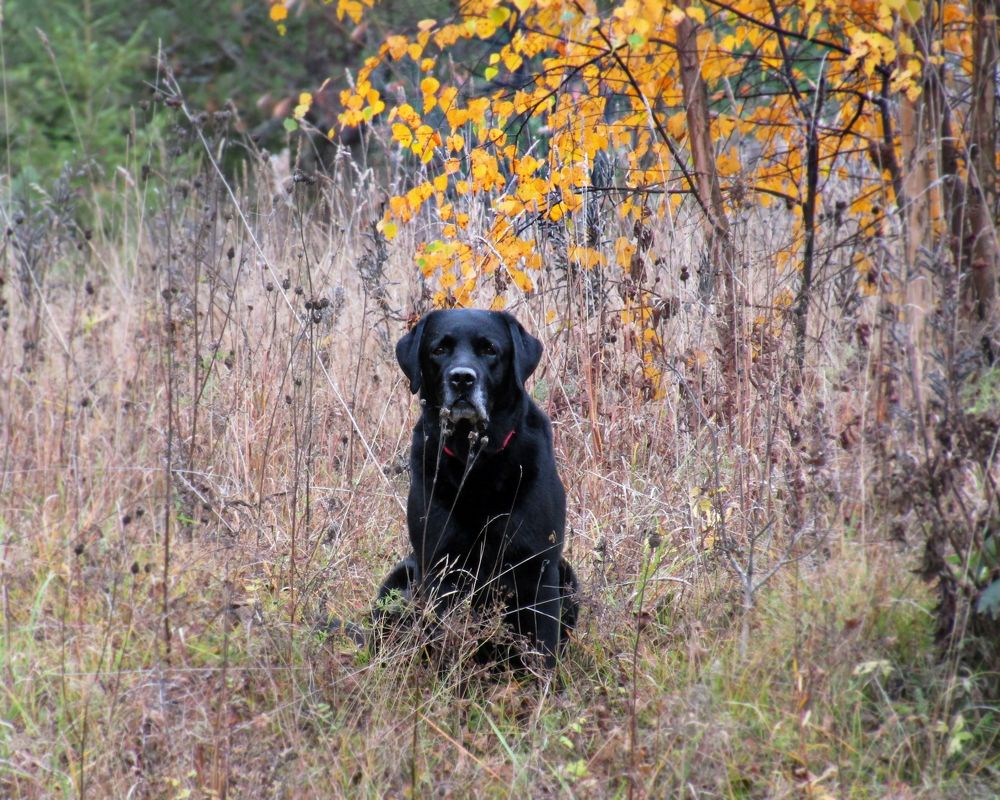 Неожиданная встреча в лесу