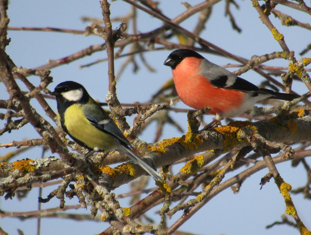 Кавалеры в ожидании дам!