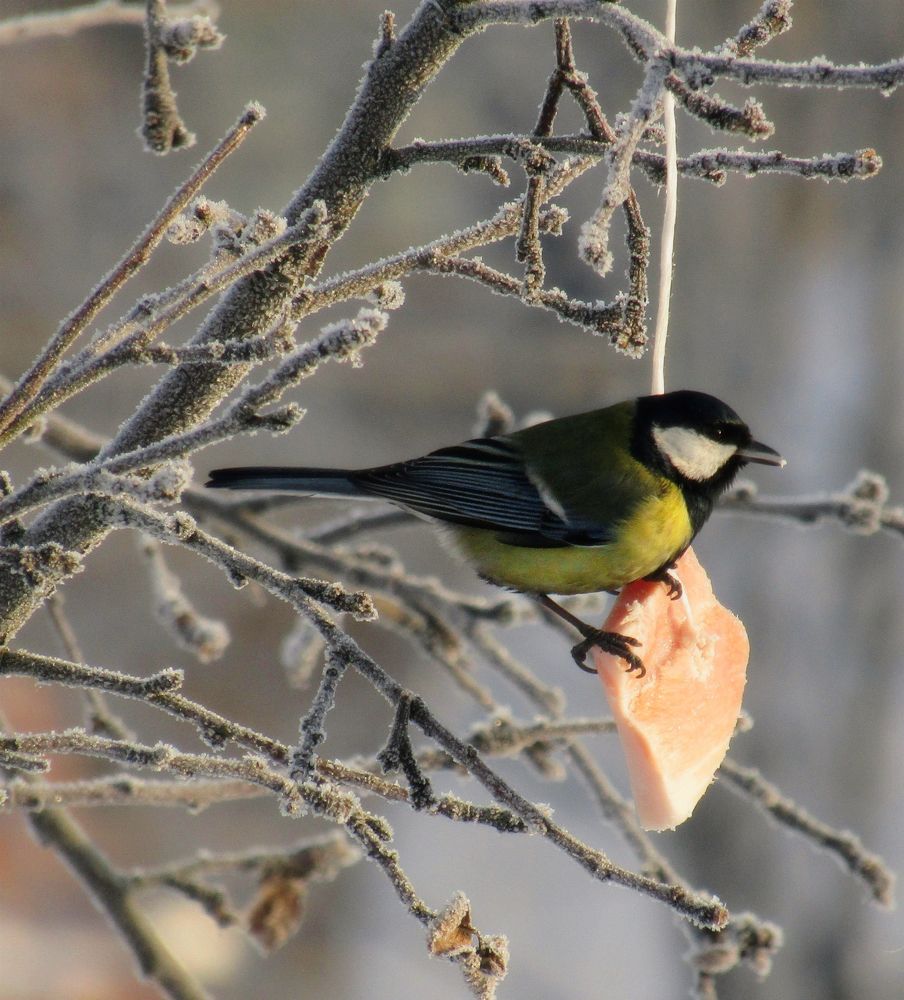 Синичкино сало