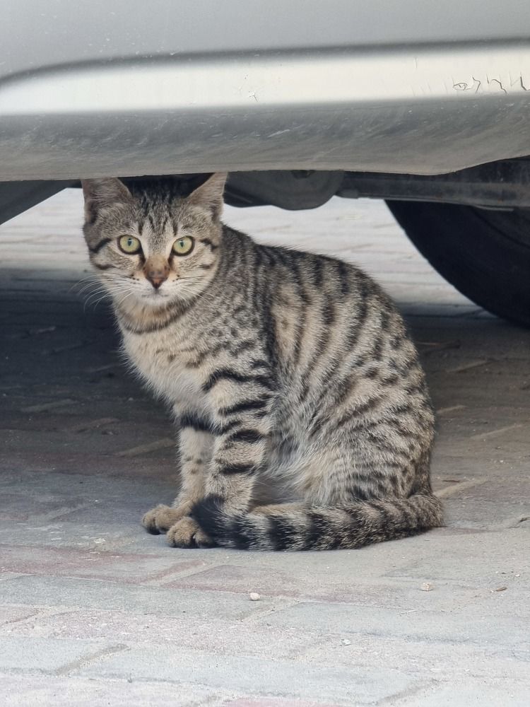 Фотография автора Sajeev Krishnan