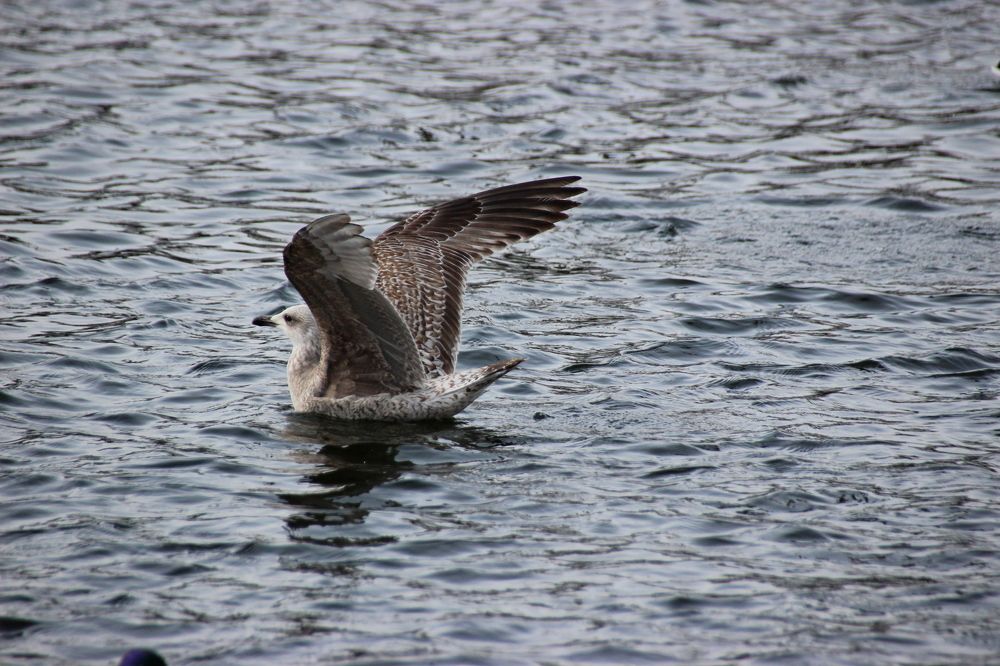 Photograph by Наталья Стальмакова