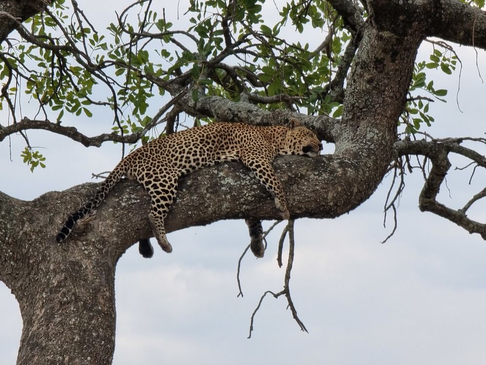 Фотография автора Sajeev Krishnan