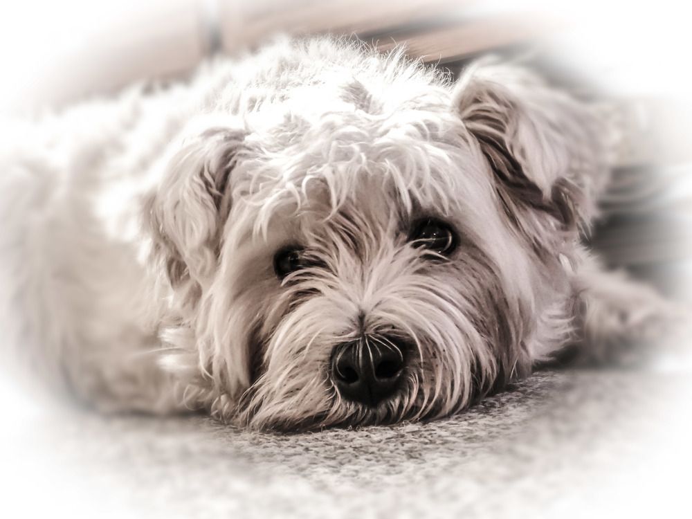 Фотография автора Michael Gault