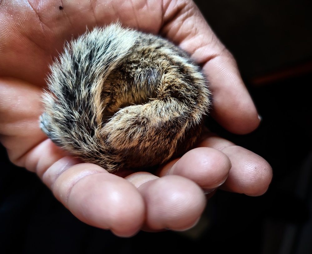 Photograph by Buddhika Dinuranga