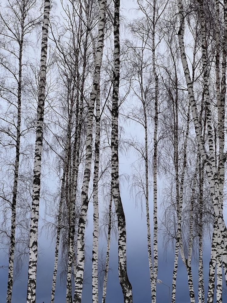 Photograph by Екатерина Севостьянова