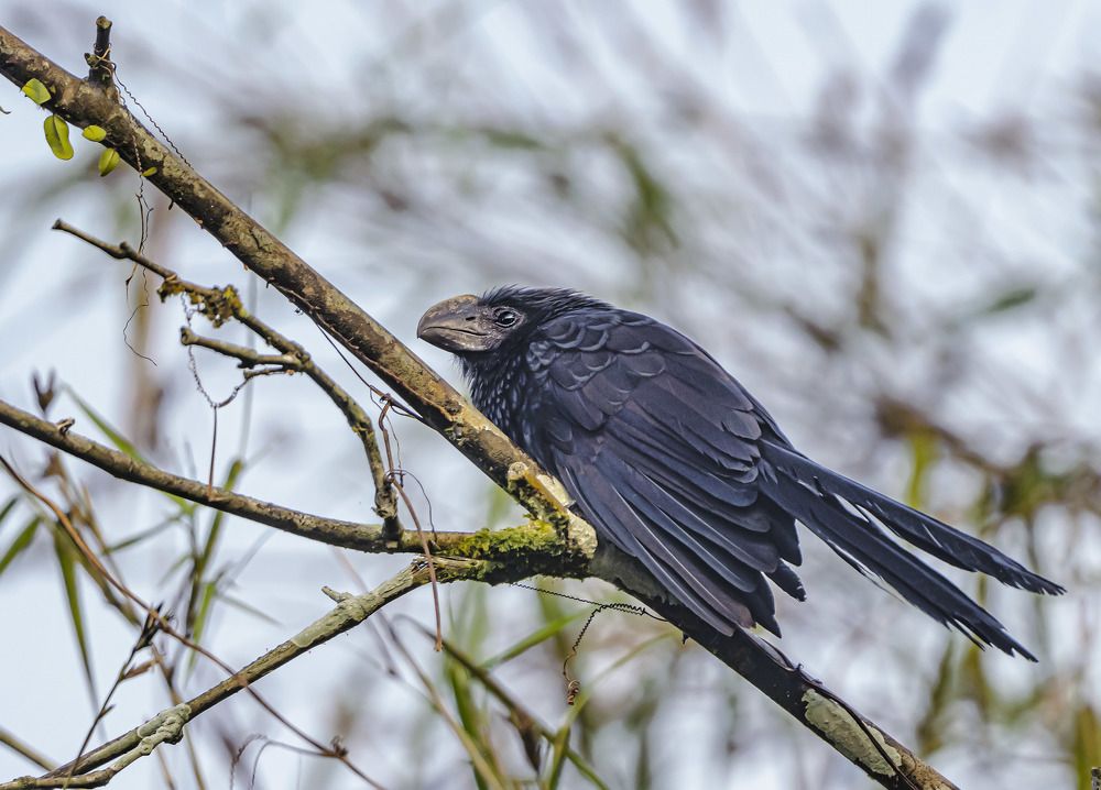 Фотография автора andrey gagarin