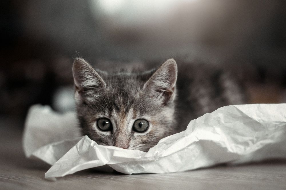 Photograph by Анастасия Голубева