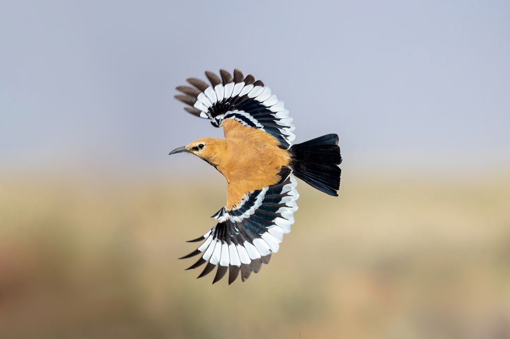 Photograph by Vida Shams