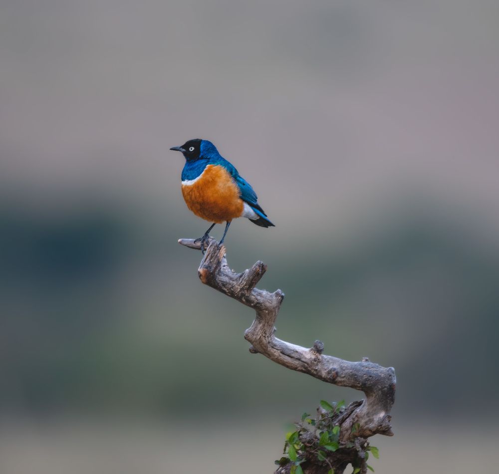 Фотография автора Sajeev Krishnan