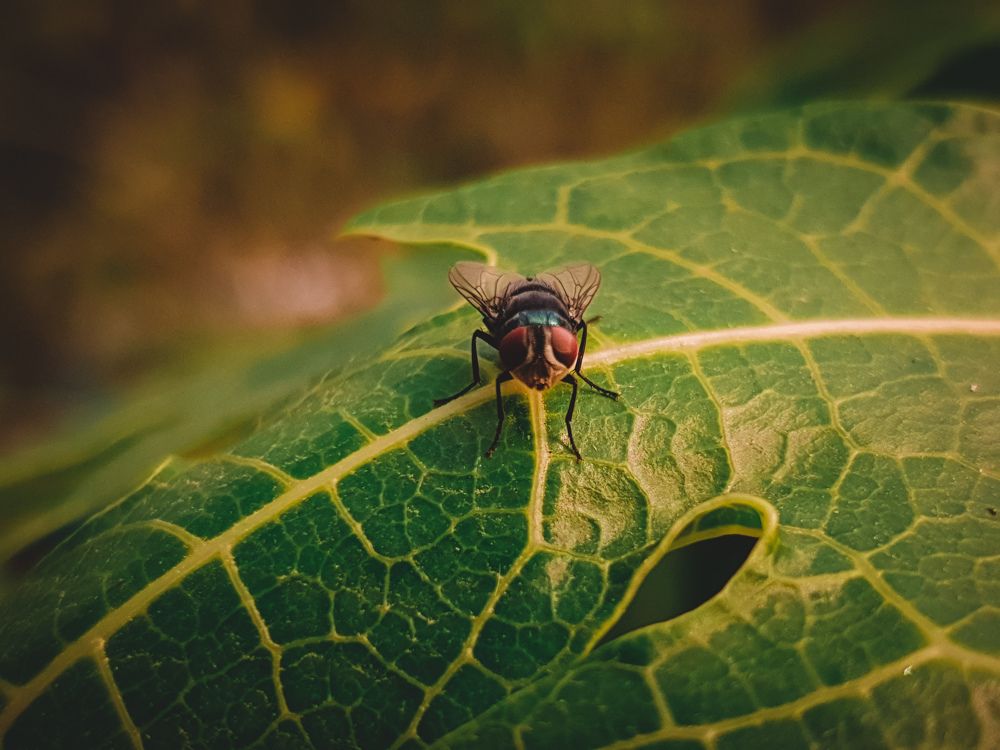 Photograph by Mujahidul Islam Muhammad