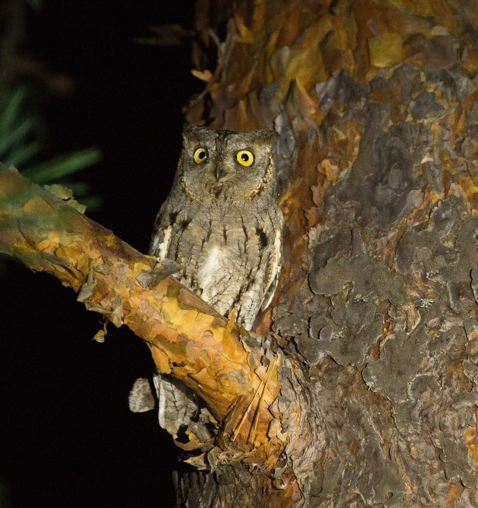 Photograph by Владимир Брагилевский