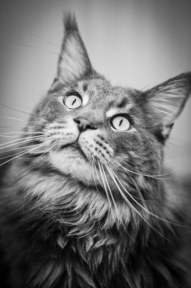 MaineCoon bw