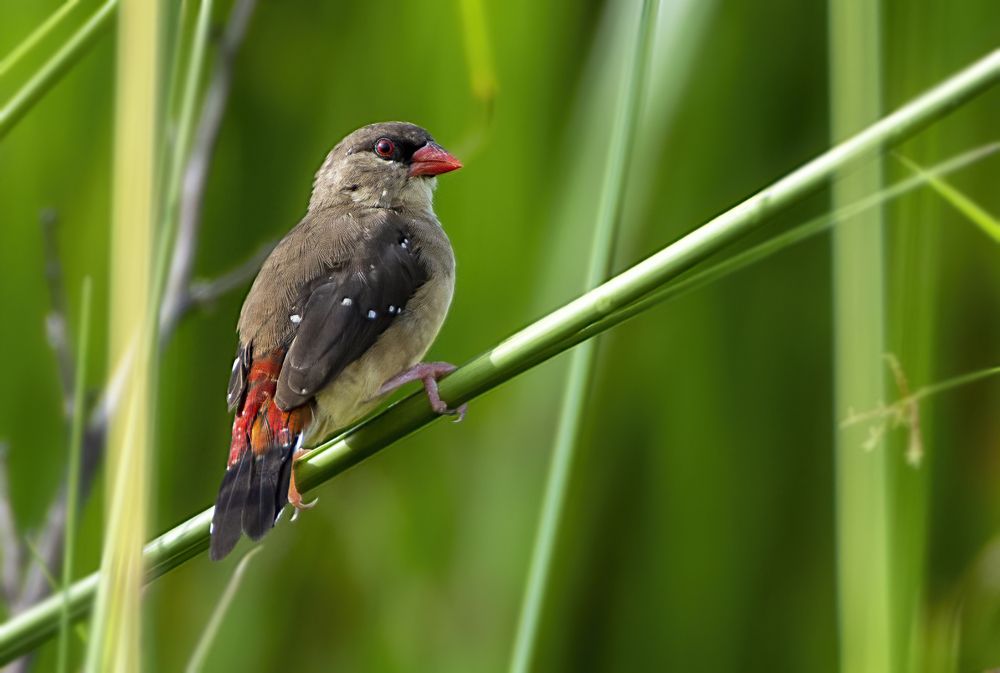 Photograph by anindya chakrabarti