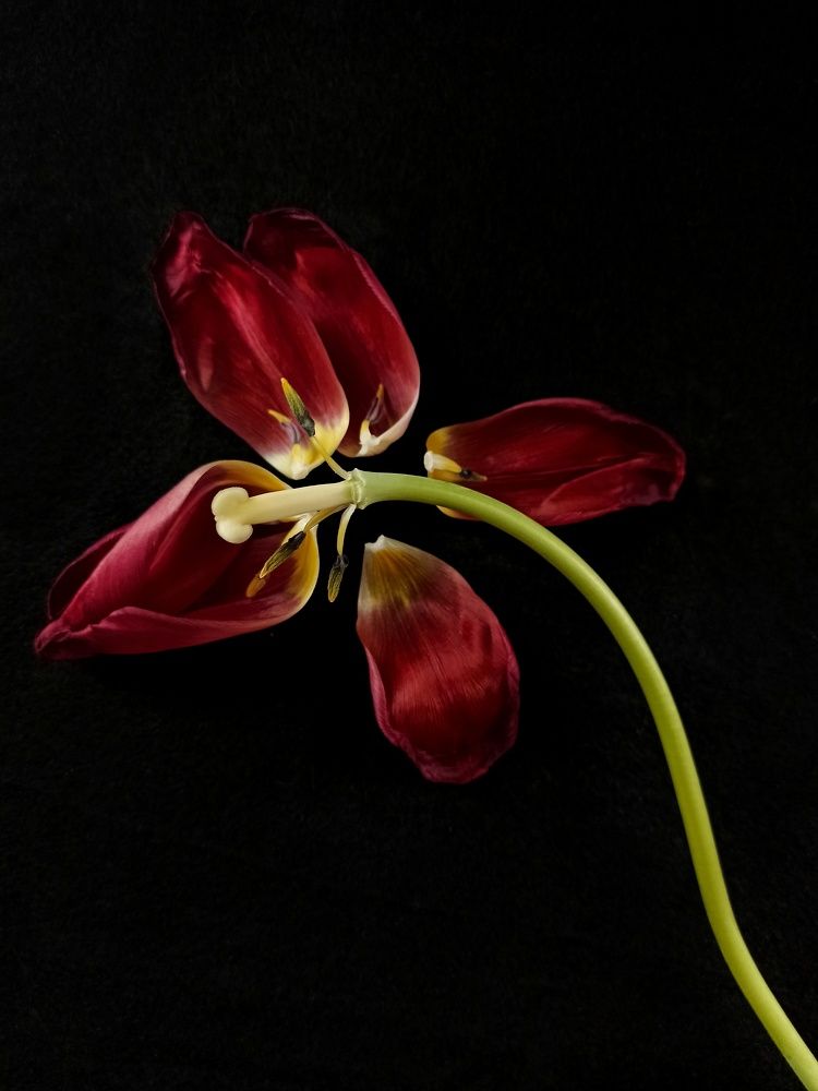 Photograph by Ирина Дегтярева