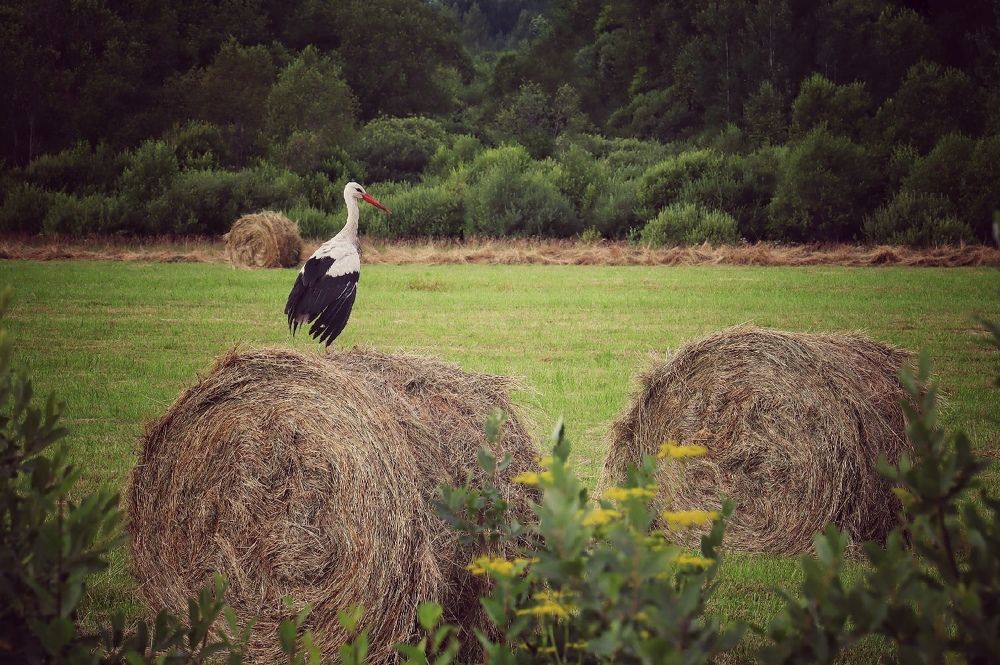 Photograph by Ирина Шумкова