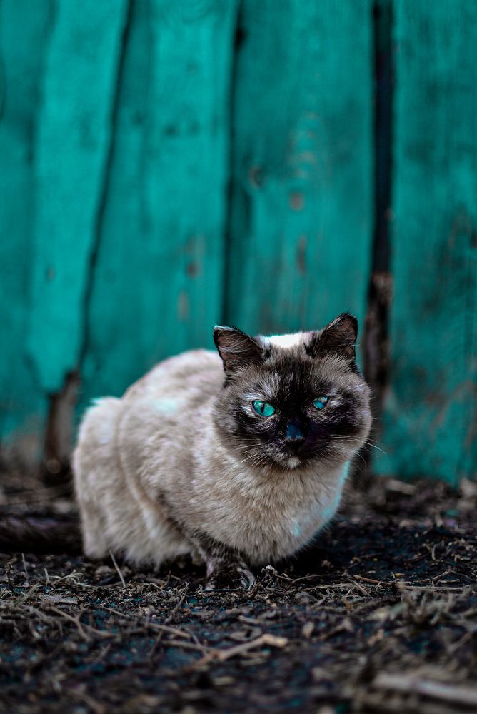 Photograph by Anna Borodina