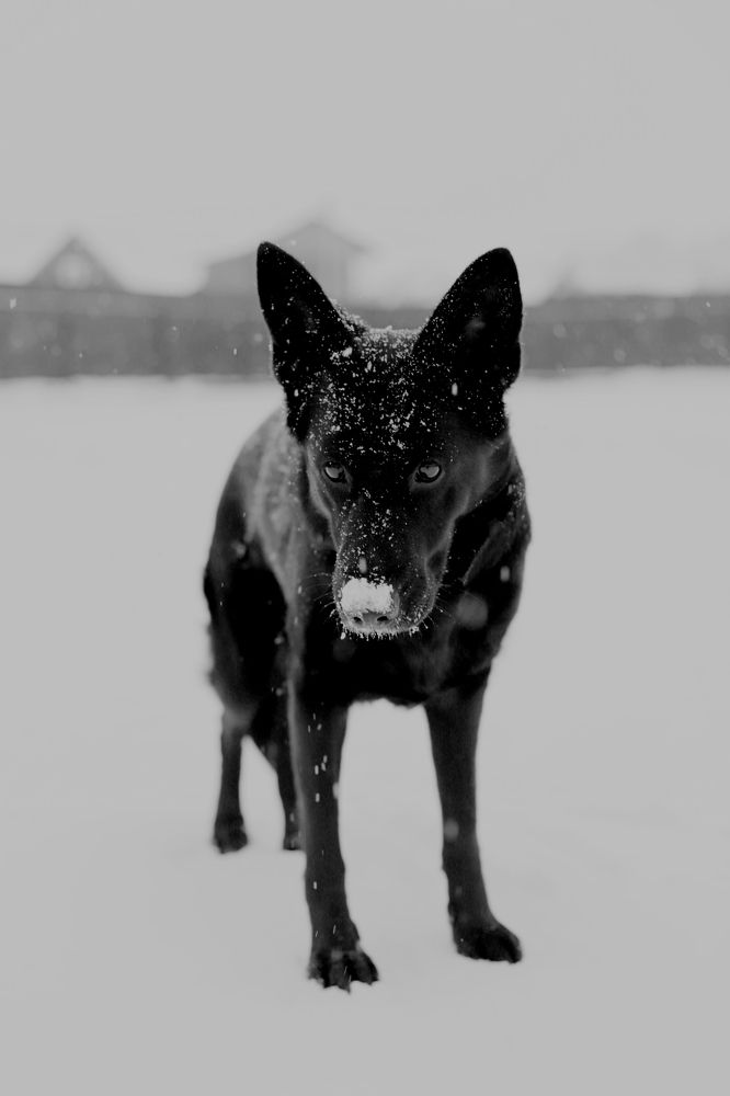 Фотография автора Виктория Болотникова