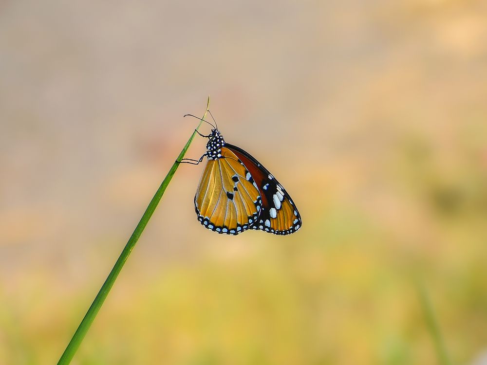 Фотография автора ANKIT GHOSH