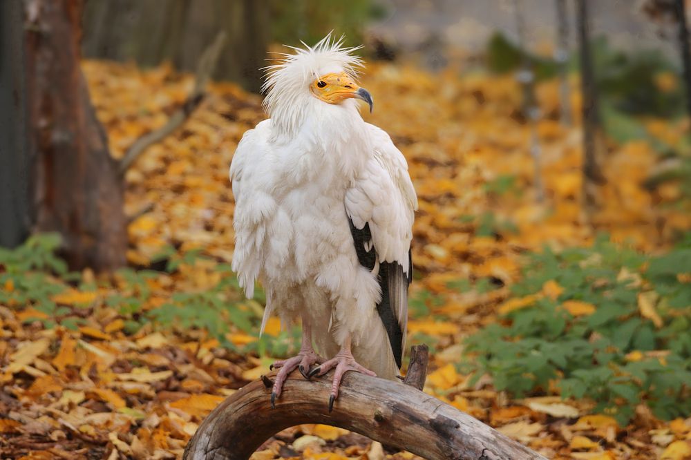 Photograph by Шруб (Беляева) Татьяна