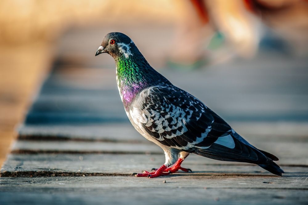 Photograph by Анастасия Голубева