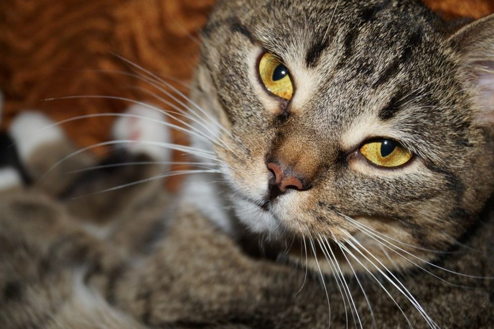 Фотография автора Ольга Малкова