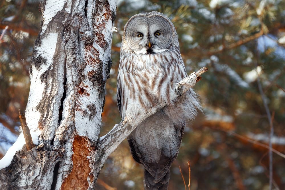 Photograph by Владимир Харук