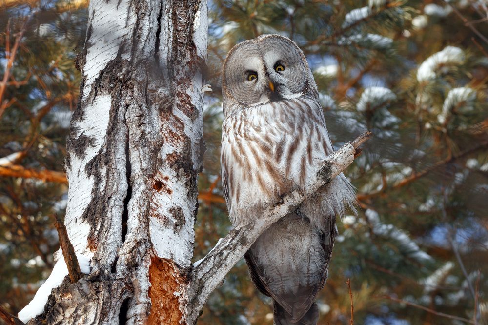Photograph by Владимир Харук