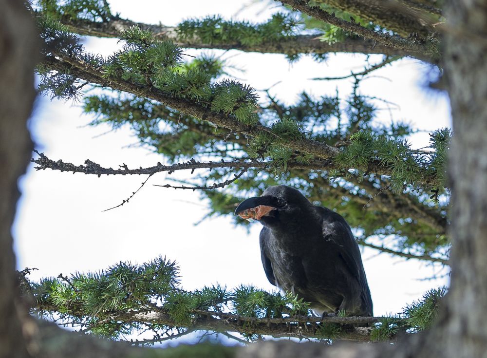 Photograph by Роман Алексеев