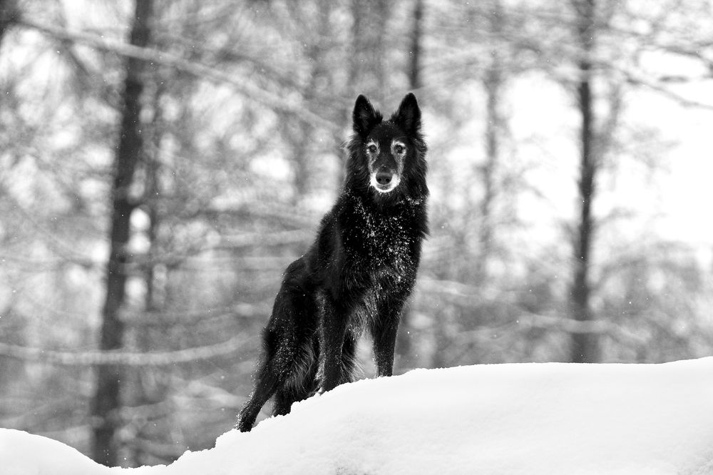 Фотография автора Надежда Лисицына